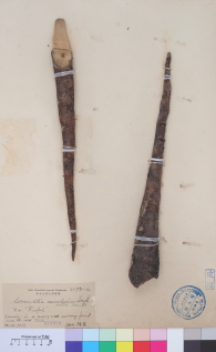 Specimen thumbnail